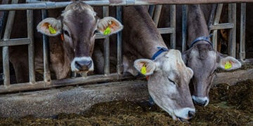 (Φωτ. αρχείου: ThG / Pixabay)