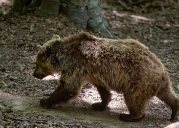 (Φωτ. αρχείου: EUROKINISSI / Ραφαήλ Γεωργιάδης)