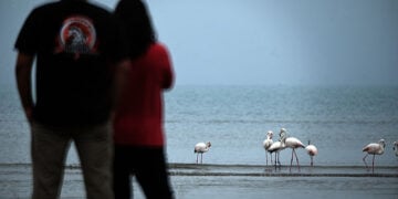 Φλαμίνγκο στον υγροβιότοπο Ναυπλίου - Νέας Κίου (φωτ.: EUROKINISSI / Βασίλης Παπαδόπουλος)