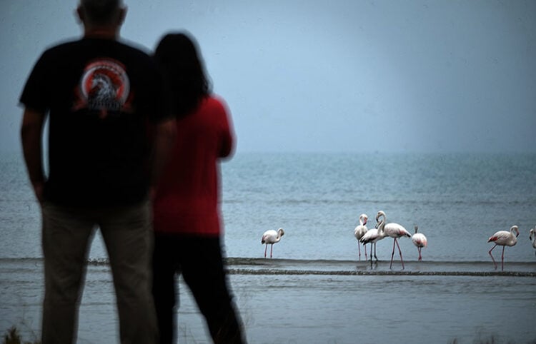 Φλαμίνγκο στον υγροβιότοπο Ναυπλίου - Νέας Κίου (φωτ.: EUROKINISSI / Βασίλης Παπαδόπουλος)