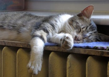 (Φωτ.: Eugen Visan / Pixabay)