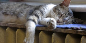 (Φωτ.: Eugen Visan / Pixabay)