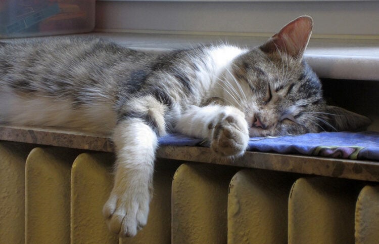 (Φωτ.: Eugen Visan / Pixabay)