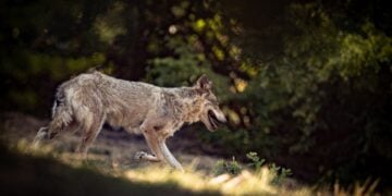 Λύκος στο καταφύγιο του Αρκτούρου (φωτ. αρχείου: EUROKINISSI/Ραφαήλ Γεωργιάδης)