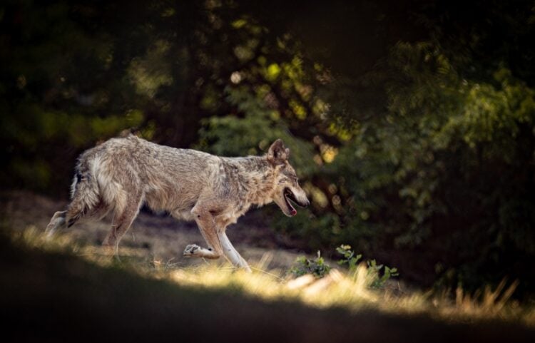 Λύκος στο καταφύγιο του Αρκτούρου (φωτ. αρχείου: EUROKINISSI/Ραφαήλ Γεωργιάδης)