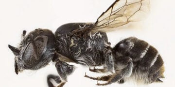 (Πηγή: cbsnews.com / Curtin University School of Molecular and Life Sciences)