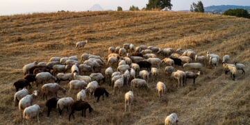 (Φωτ. αρχείου: EUROKINISSI / Αντώνης Νικολόπουλος)