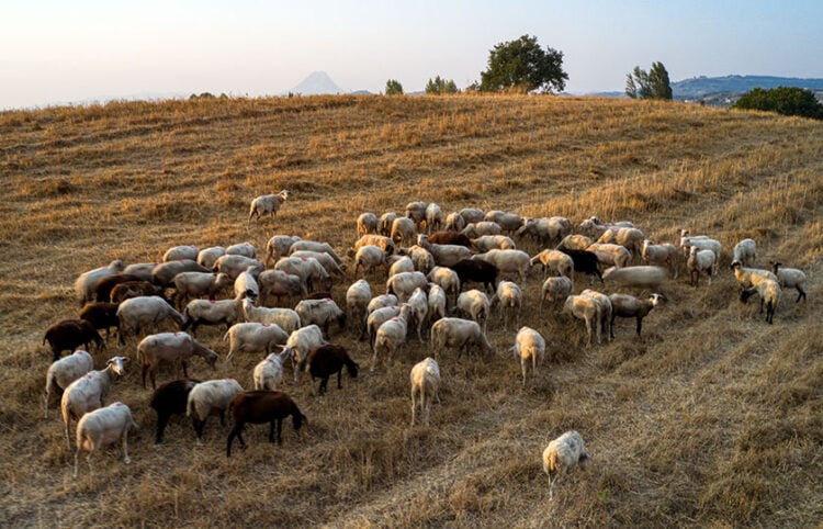 (Φωτ. αρχείου: EUROKINISSI / Αντώνης Νικολόπουλος)