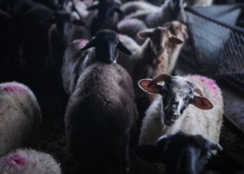 (Φωτ. αρχείου: EUROKINISSI/Ηλίας Μάρκου)