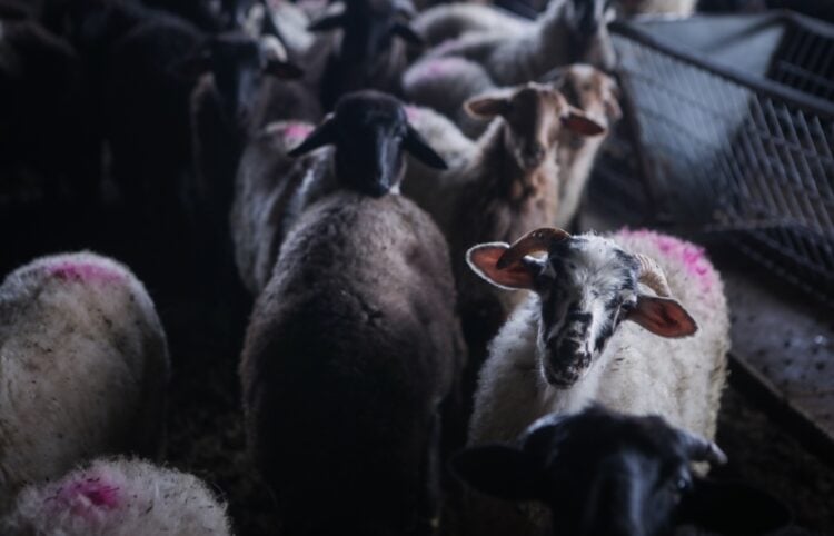 (Φωτ. αρχείου: EUROKINISSI/Ηλίας Μάρκου)