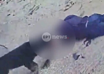 Καρέ από το βίντεο κάμερας κλειστού κυκλώματος, δείχνει την επίθεση του  ροτβάιλερ στον 76χρονο (πηγή: ΕΡΤ)