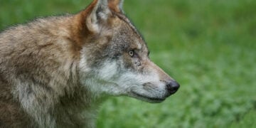 (Φωτ. αρχείου: Marcel Langthim / Pixabay)