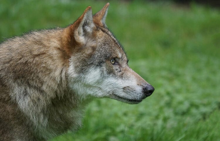 (Φωτ. αρχείου: Marcel Langthim / Pixabay)