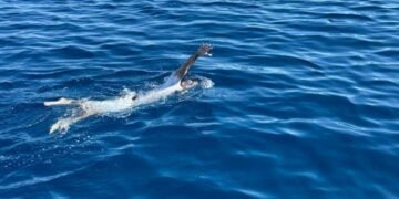 Ο Χαράλαμπος Ταϊγανίδης στη διάρκεια της κολυμβητικής προσπάθειάς του (φωτ.: facebook/ΣΕΒΑΚ - ΟΥΚ - Σύνδεσμος Εφέδρων Βατραχανθρώπων Κύπρου)