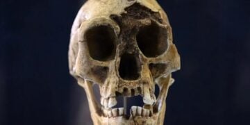 Ο «χόμπιτ» της ανθρώπινης εξέλιξης: κρανίο του Homo floresiensis από την Ινδονησία (φωτ.: Lanmas / Alamy)