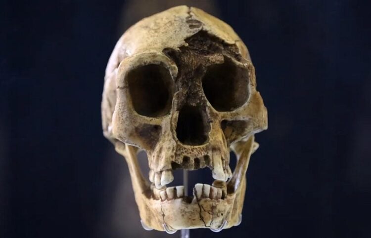 Ο «χόμπιτ» της ανθρώπινης εξέλιξης: κρανίο του Homo floresiensis από την Ινδονησία (φωτ.: Lanmas / Alamy)