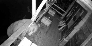 Καρέ από το βίντεο (πηγή: gundemartvin.com)