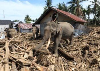 Αξιωματούχοι του ινδονησιακού υπουργείου Περιβάλλοντος και Δασών με εξημερωμένους ελέφαντες, για την απομάκρυνση των φερτών υλικών στην περιοχή Πιντίε Τζάγια της Σουμάτρας (φωτ.: EPA / Hotli Simanjuntak)