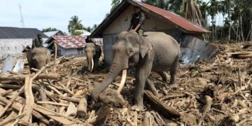 Αξιωματούχοι του ινδονησιακού υπουργείου Περιβάλλοντος και Δασών με εξημερωμένους ελέφαντες, για την απομάκρυνση των φερτών υλικών στην περιοχή Πιντίε Τζάγια της Σουμάτρας (φωτ.: EPA / Hotli Simanjuntak)