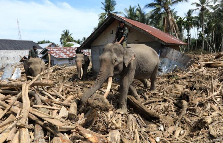 Αξιωματούχοι του ινδονησιακού υπουργείου Περιβάλλοντος και Δασών με εξημερωμένους ελέφαντες, για την απομάκρυνση των φερτών υλικών στην περιοχή Πιντίε Τζάγια της Σουμάτρας (φωτ.: EPA / Hotli Simanjuntak)