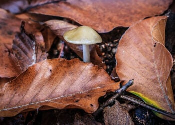 (Φωτ.: EUROKINISSI)