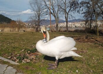 Ο αρσενικός κύκνος όσο βρισκόταν ακόμη στην Καστοριά (φωτ.: ΑΠΕ-ΜΠΕ/Νίκος Παναγιωτόπουλος)