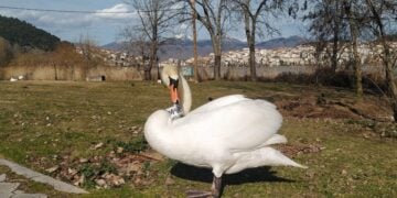 Ο αρσενικός κύκνος όσο βρισκόταν ακόμη στην Καστοριά (φωτ.: ΑΠΕ-ΜΠΕ/Νίκος Παναγιωτόπουλος)