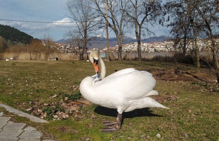 Ο αρσενικός κύκνος όσο βρισκόταν ακόμη στην Καστοριά (φωτ.: ΑΠΕ-ΜΠΕ/Νίκος Παναγιωτόπουλος)
