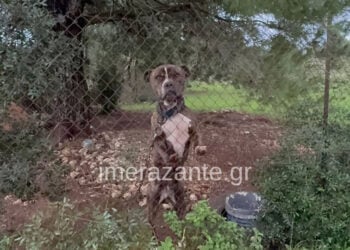 Το πίτμπουλ στην αυλή του σπιτιού της οικογένειας, στον Άγιο Λέοντα Ζακύνθου (φωτ.: imerazante.gr)