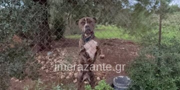 Το πίτμπουλ στην αυλή του σπιτιού της οικογένειας, στον Άγιο Λέοντα Ζακύνθου (φωτ.: imerazante.gr)