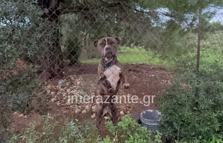 Το πίτμπουλ στην αυλή του σπιτιού της οικογένειας, στον Άγιο Λέοντα Ζακύνθου (φωτ.: imerazante.gr)