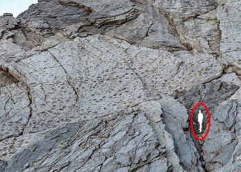 Φωτογραφία από το πρακτορείο ANSA, που δείχνει και το μέγεθος των αποτυπωμάτων