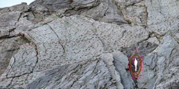 Φωτογραφία από το πρακτορείο ANSA, που δείχνει και το μέγεθος των αποτυπωμάτων