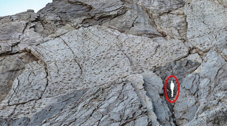 Φωτογραφία από το πρακτορείο ANSA, που δείχνει και το μέγεθος των αποτυπωμάτων