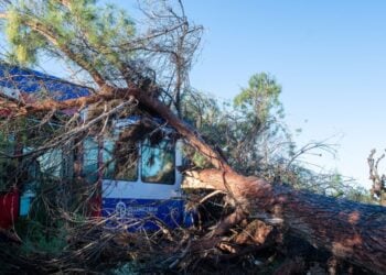 Το πεύκο έπεσε πάνω στο τρένο κατά τη διέλευσή του ενώ εκτελούσε το δρομολόγιο Πύργος - Κατάκολο - Ολυμπία, στο ύψος του Αγίου Κωνσταντίνου (φωτ.: ILIALIVE.GR/Γιάννης Σπυρούνης/ EUROKINISSI)