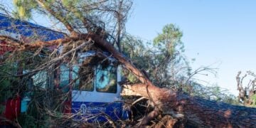 Το πεύκο έπεσε πάνω στο τρένο κατά τη διέλευσή του ενώ εκτελούσε το δρομολόγιο Πύργος - Κατάκολο - Ολυμπία, στο ύψος του Αγίου Κωνσταντίνου (φωτ.: ILIALIVE.GR/Γιάννης Σπυρούνης/ EUROKINISSI)