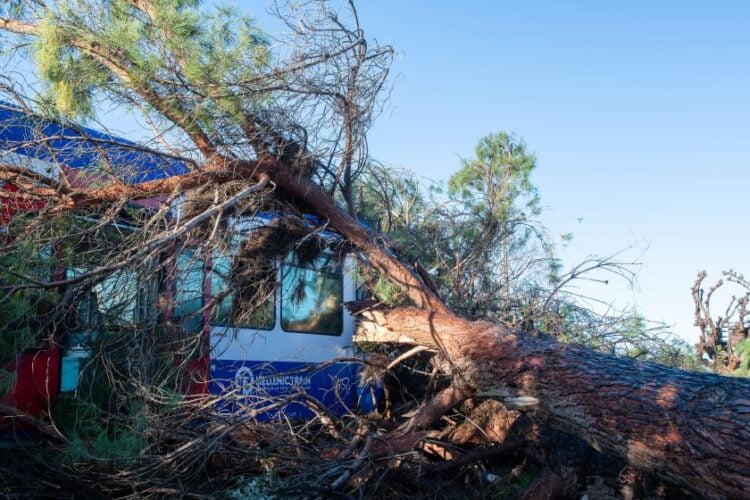 Το πεύκο έπεσε πάνω στο τρένο κατά τη διέλευσή του ενώ εκτελούσε το δρομολόγιο Πύργος - Κατάκολο - Ολυμπία, στο ύψος του Αγίου Κωνσταντίνου (φωτ.: ILIALIVE.GR/Γιάννης Σπυρούνης/ EUROKINISSI)