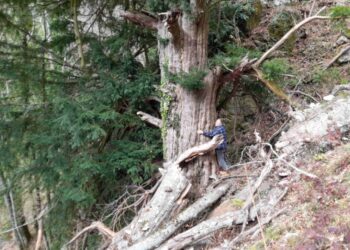 Ο κορμός του ίταμου έχει περίμετρο 6,12μ (φωτ.: facebook/Οι Φίλοι των Εθνικών Πάρκων)