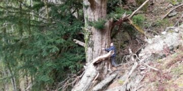 Ο κορμός του ίταμου έχει περίμετρο 6,12μ (φωτ.: facebook/Οι Φίλοι των Εθνικών Πάρκων)