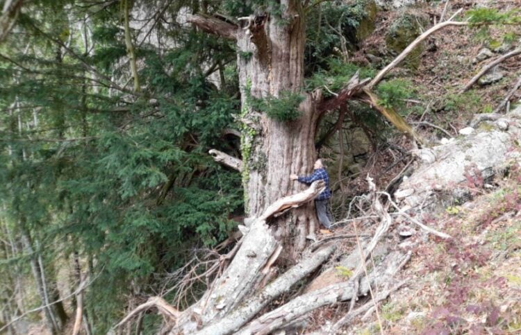 Ο κορμός του ίταμου έχει περίμετρο 6,12μ (φωτ.: facebook/Οι Φίλοι των Εθνικών Πάρκων)