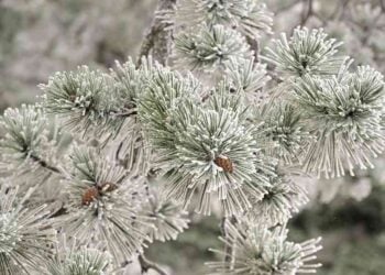 Μπορεί στην Πάρνηθα να πρόλαβε να χιονίσει για πρώτη φορά το 2026, ωστόσο από σήμερα αναμένεται βελτίωση του καιρού (φωτ.: Μιχάλης Καραγιάννης/ EUROKINISSI)