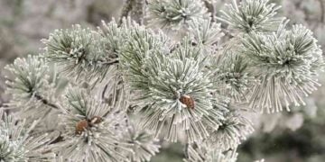 Μπορεί στην Πάρνηθα να πρόλαβε να χιονίσει για πρώτη φορά το 2026, ωστόσο από σήμερα αναμένεται βελτίωση του καιρού (φωτ.: Μιχάλης Καραγιάννης/ EUROKINISSI)