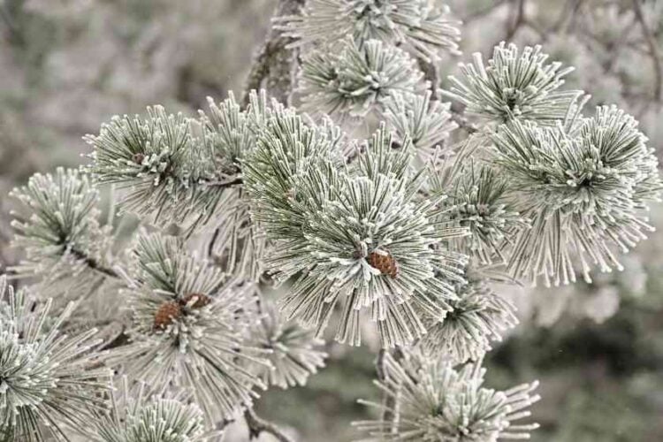 Μπορεί στην Πάρνηθα να πρόλαβε να χιονίσει για πρώτη φορά το 2026, ωστόσο από σήμερα αναμένεται βελτίωση του καιρού (φωτ.: Μιχάλης Καραγιάννης/ EUROKINISSI)