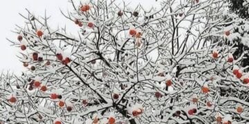 (Πηγή: facebook.com/ TRABZON (YEMEKLER-COĞRAFYA-KÜLTÜR))