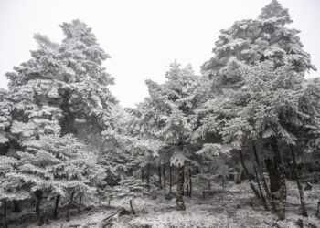 Εικόνα από την Πάρνηθα (φωτ.: Μιχάλης Καραγιάννης/ EUROKINISSI)