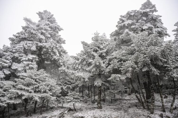 Εικόνα από την Πάρνηθα (φωτ.: Μιχάλης Καραγιάννης/ EUROKINISSI)