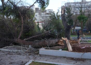 Δυνατοί άνεμοι και βροχόπτωση προκάλεσαν την πτώση δέντρων στην πόλη της Αλεξανδρούπολης (φωτ.: ΑΠΕ-ΜΠΕ/Δημήτρης Αλεξούδης)