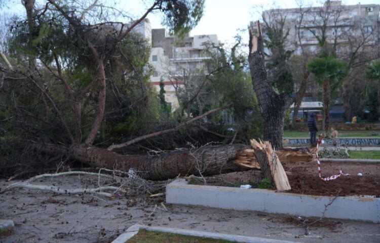 Δυνατοί άνεμοι και βροχόπτωση προκάλεσαν την πτώση δέντρων στην πόλη της Αλεξανδρούπολης (φωτ.: ΑΠΕ-ΜΠΕ/Δημήτρης Αλεξούδης)