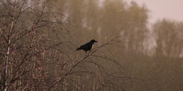 (Φωτ.: pixabay.com/users/holedulidu-5493056/)