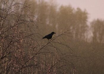 (Φωτ.: pixabay.com / holedulidu)